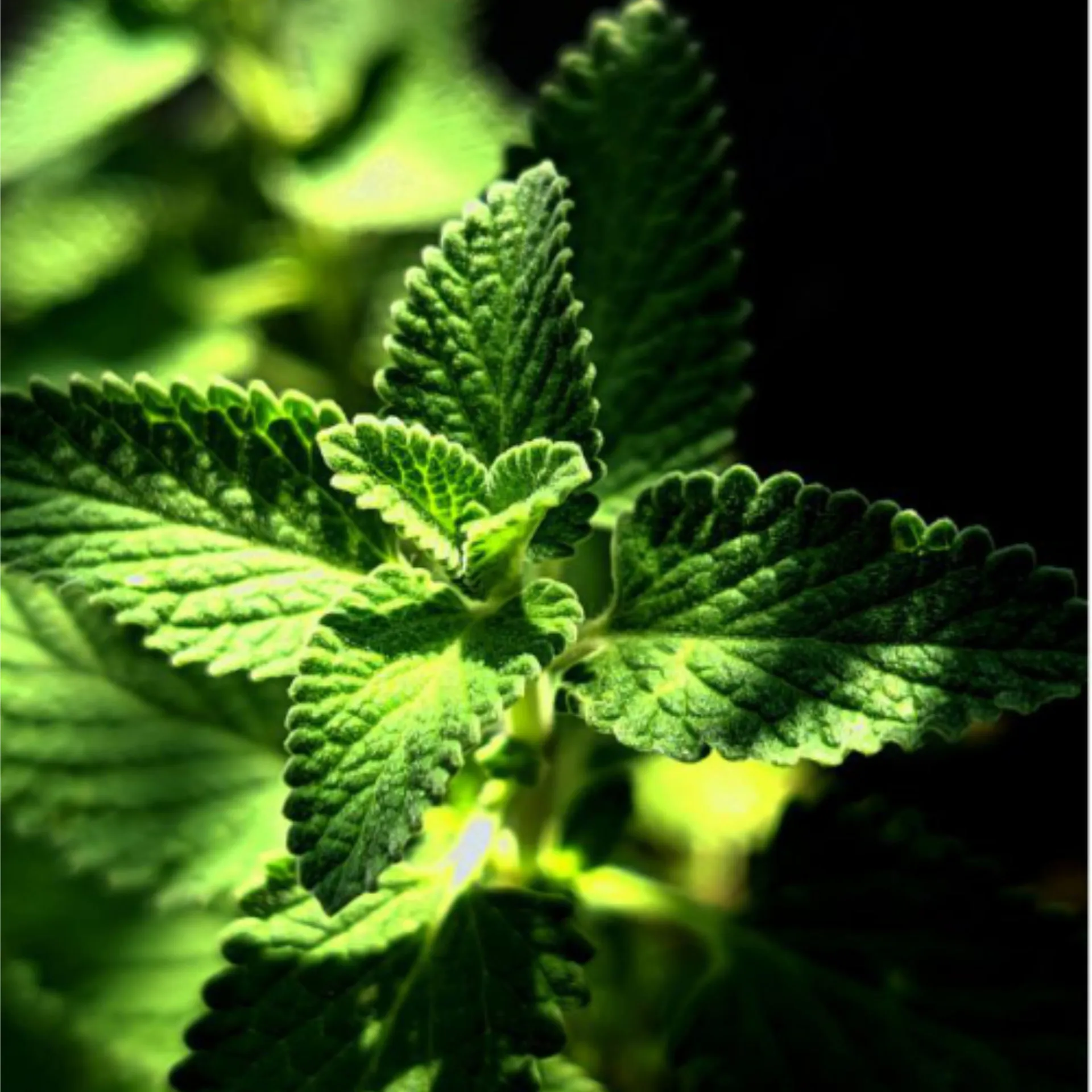 Xylit Kaugummi "Spearmint", 80 Stück von Xylitquelle