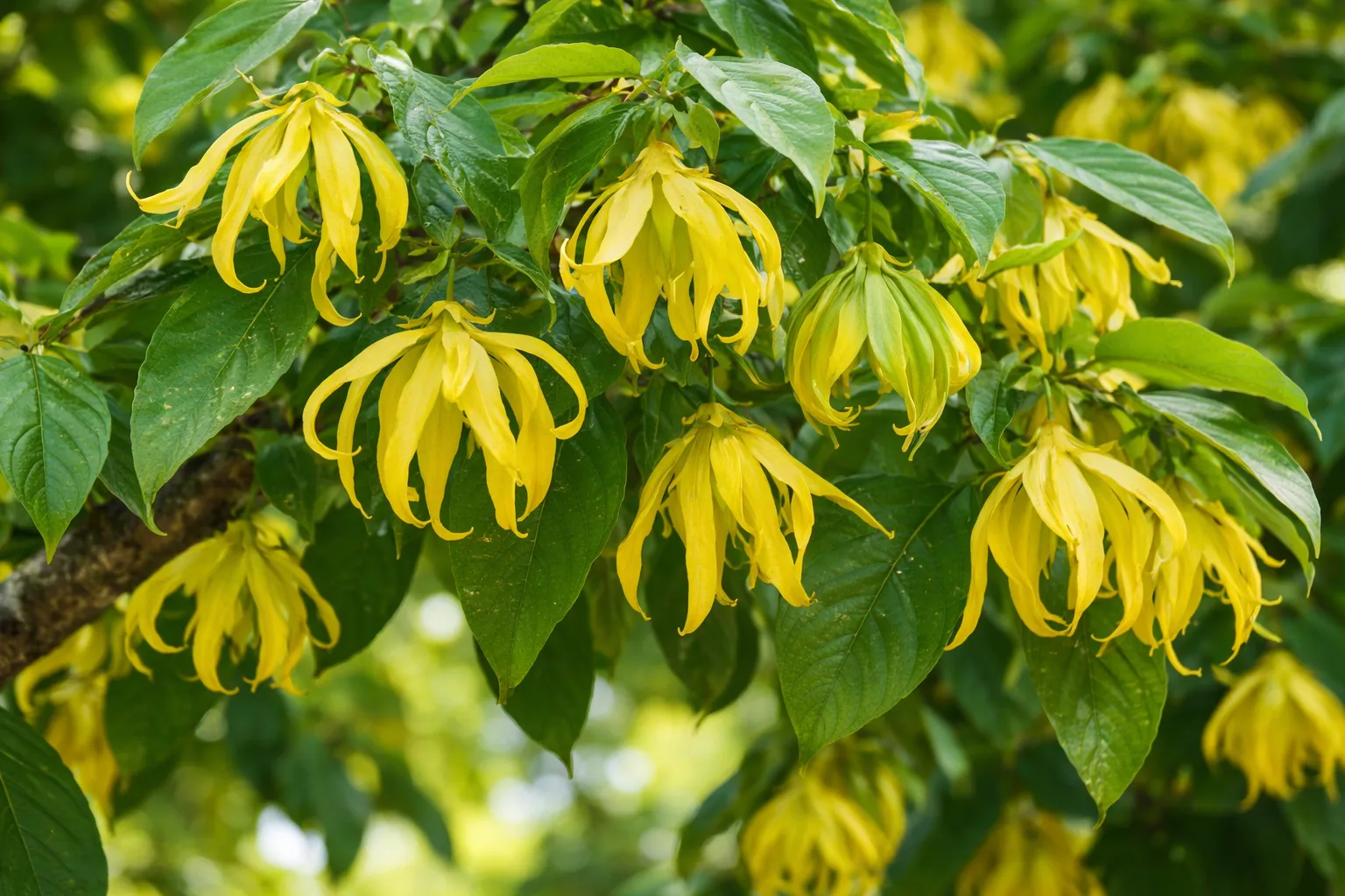 Ätherisches Öl 100% naturrein "Ylang-Ylang", 10 ml, von Phytopharma