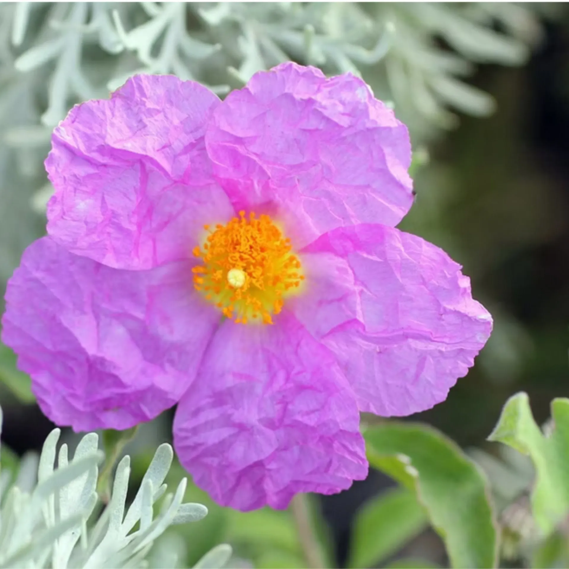 Cistus Incanus, 120 Kapseln im Glas, von Wohlfühl Vital®