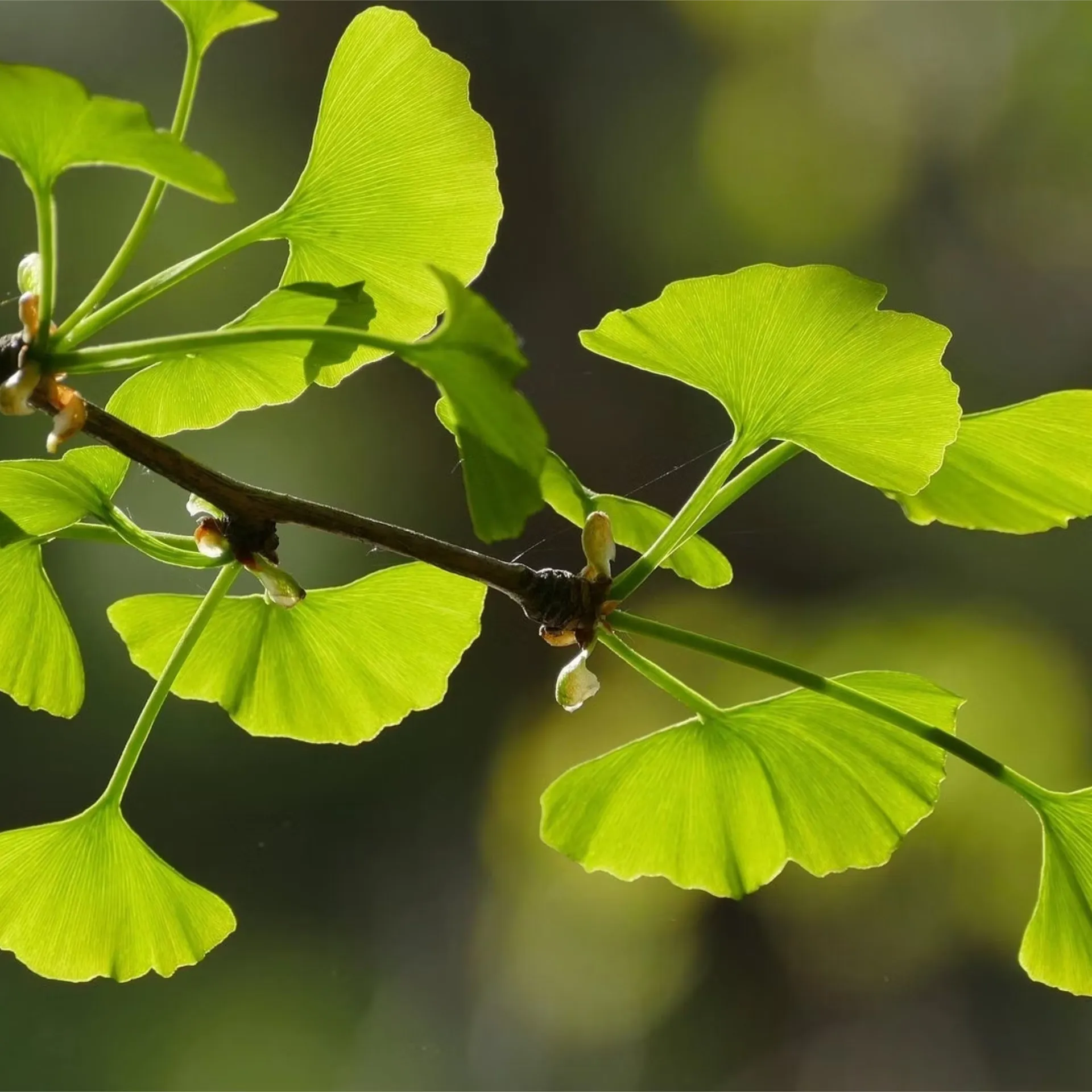 Ginkgo Biloba Extrakt, 120 Kapseln im Glas, von Wohlfühl Vital®